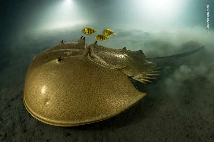 30 Incredible Underwater Photos That Reveal The Secret Life Beneath The Waves By Laurent Ballesta