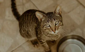 “Blow On Their Nose”: People Have Firsthand Experience That These 45 Cat Hacks Work