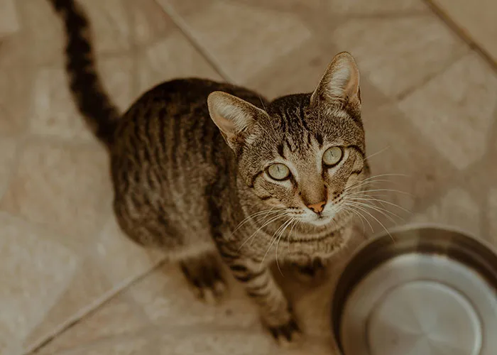 “Blow On Their Nose”: People Have Firsthand Experience That These 45 Cat Hacks Work