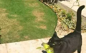 Cat Meme Therapy: 100 Posts to Brighten Your Day