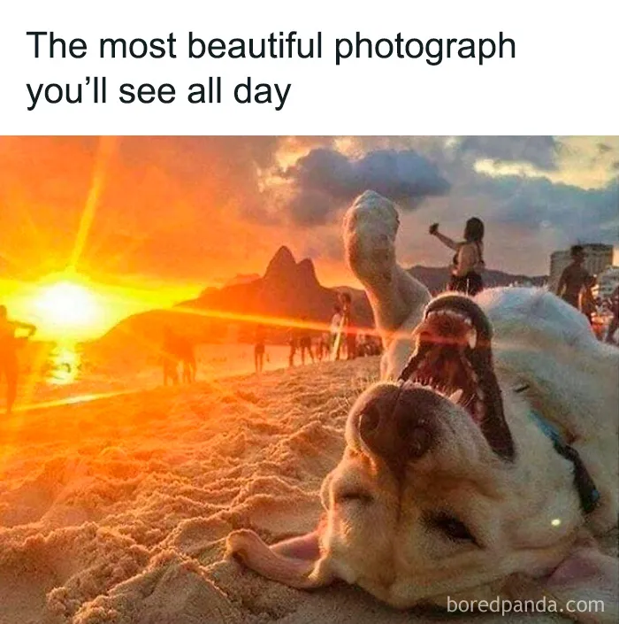 50 Truthful Memes About What It’s Like To Have A Dog