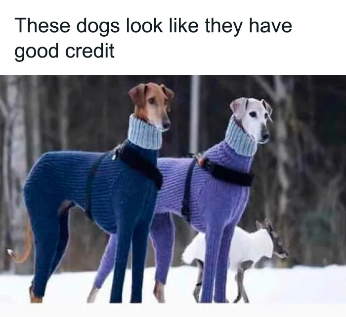 50 Truthful Memes About What It’s Like To Have A Dog