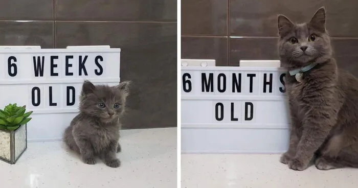 From 6 Weeks To 6 Months