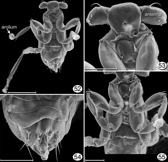 Dicopomorpha Echmepterygis