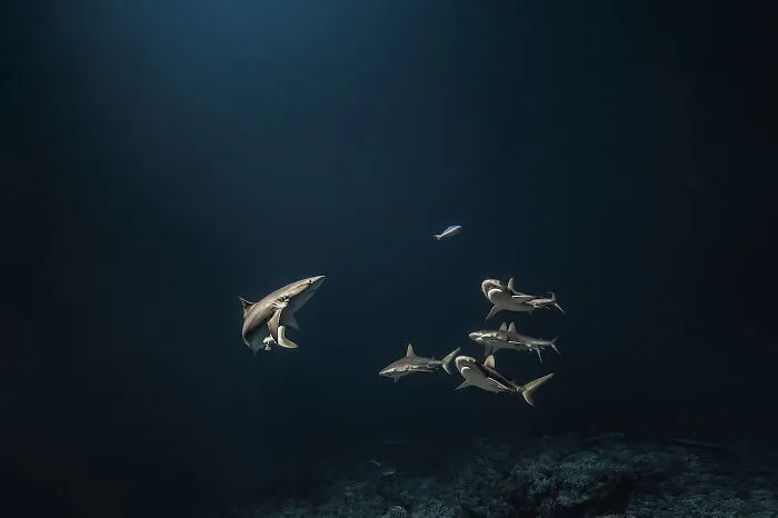 30 Incredible Underwater Photos That Reveal The Secret Life Beneath The Waves By Laurent Ballesta