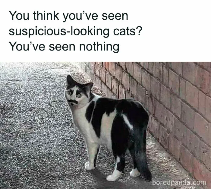 50 Hilariously Adorable Cat Memes That Might Warm Your Soul And Distract You From Life