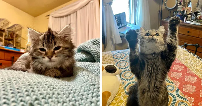 Miss Molly, Found Abandoned In A Box On The Side Of The Road
