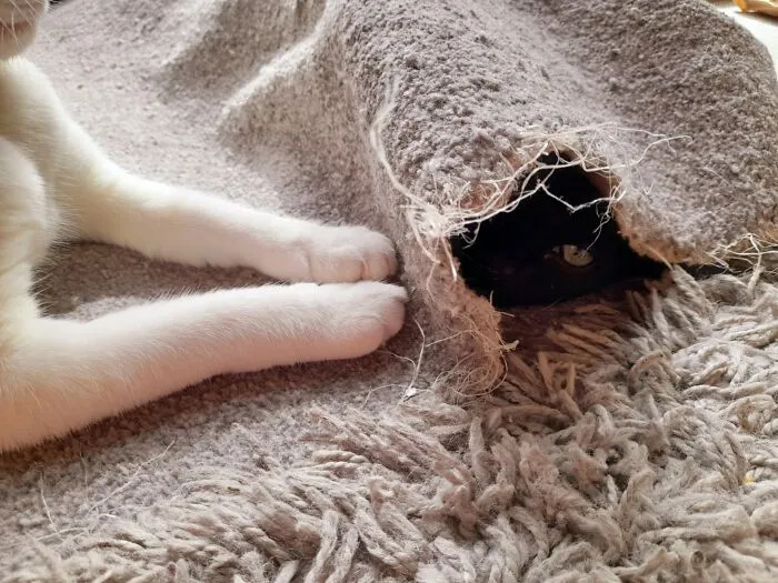Marley (Void) Loves His Therapy Rug