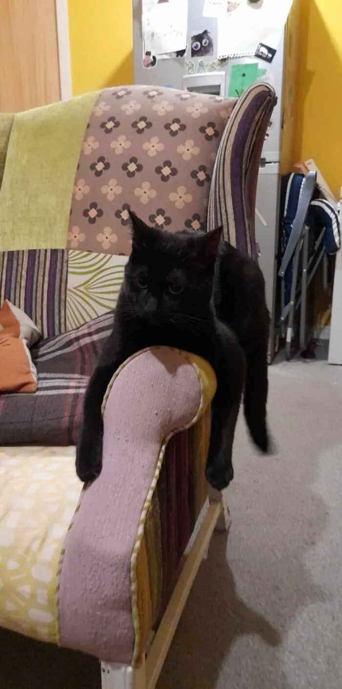 Marley, 3yrs. Loves To Dangle His Arms