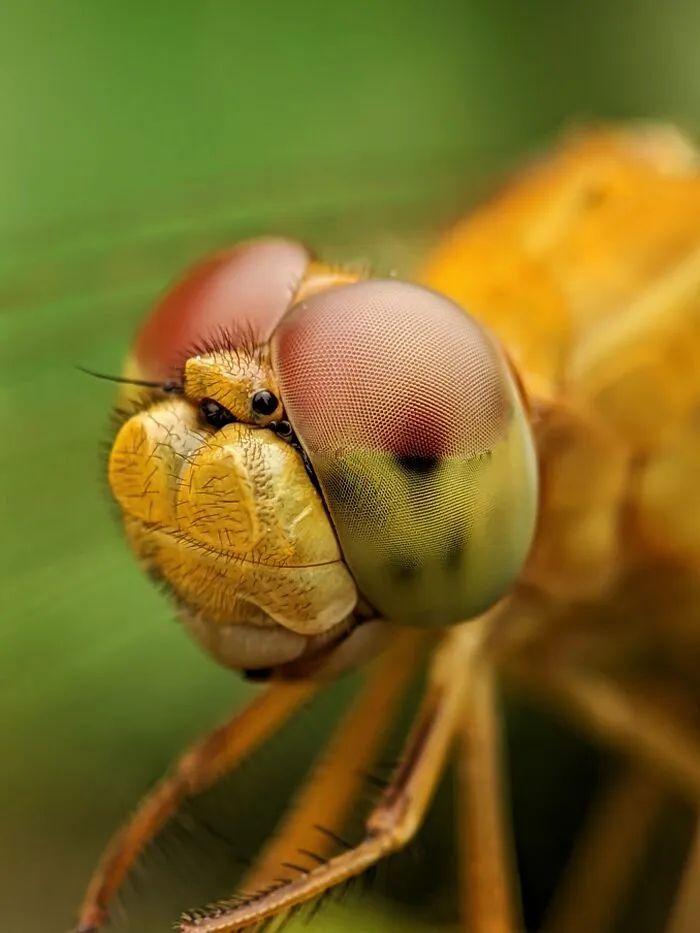 Dragonfly