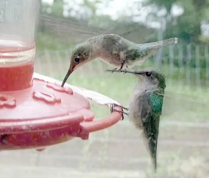 These 34 Animal Photos Are Proof That Nature Has A Great Sense Of Humor