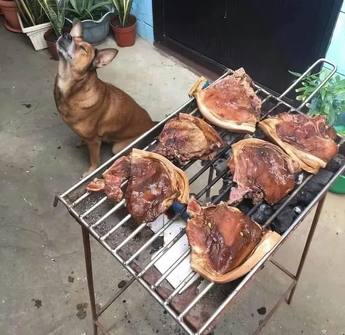 These 34 Animal Photos Are Proof That Nature Has A Great Sense Of Humor