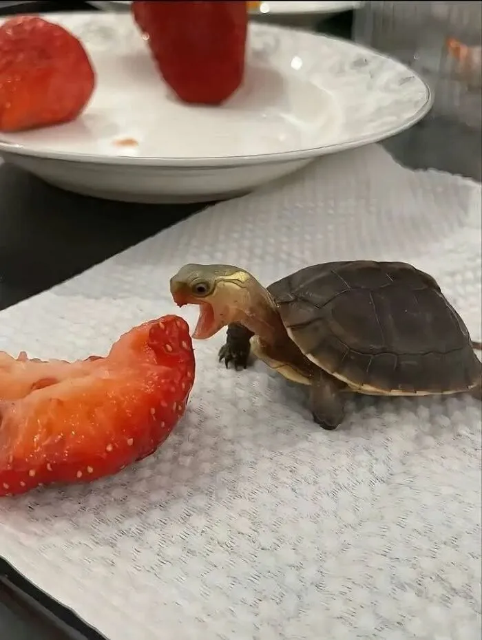 These 34 Animal Photos Are Proof That Nature Has A Great Sense Of Humor