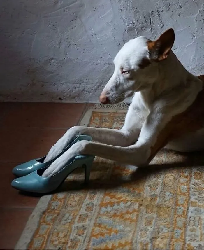 These 34 Animal Photos Are Proof That Nature Has A Great Sense Of Humor