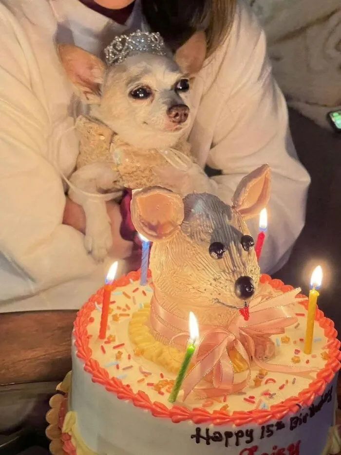 Small dog wearing a tiara held behind a birthday cake shaped like a dog with lit candles in a joyful animal photo.