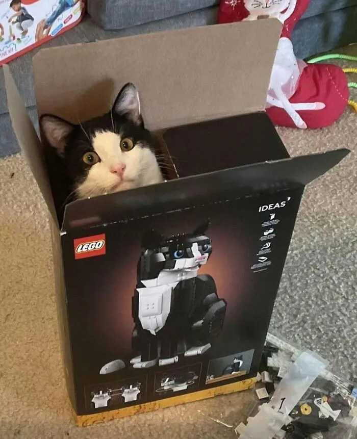 Black and white cat sitting inside a LEGO box with a cat model, showcasing animal photos that bring pure joy.