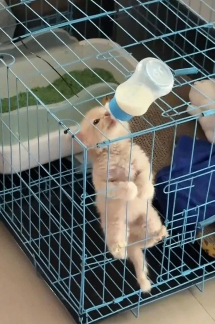 Kitten hanging on a cage door drinking milk from a bottle, showcasing adorable animal photos full of joy.