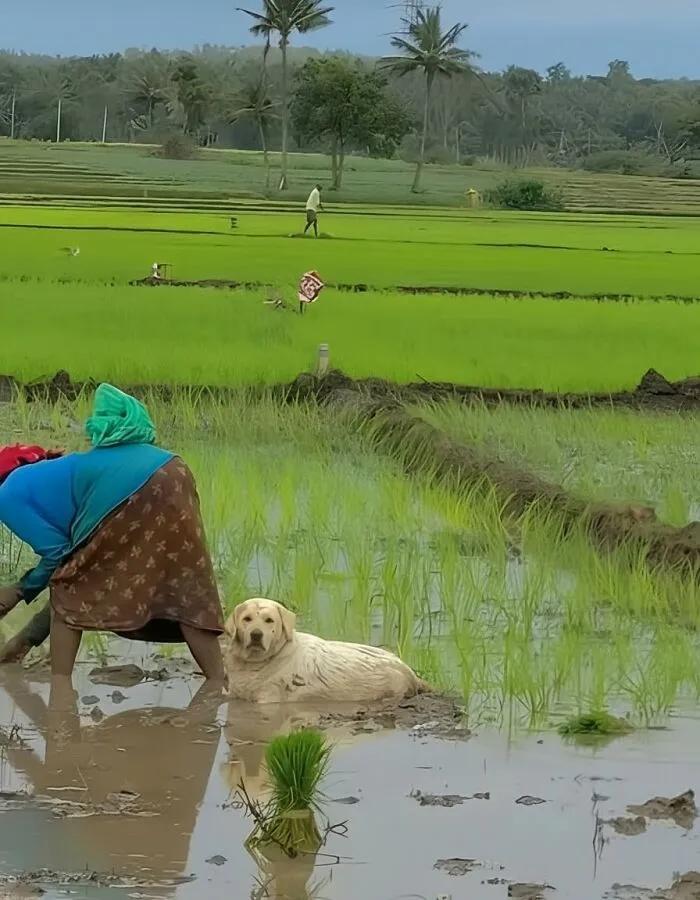 Dog resting in muddy rice field beside a person working in green agricultural landscape animal photos capture pure joy