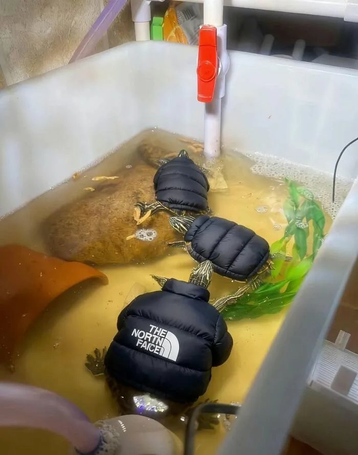Turtles wearing tiny black jackets in a water tank, showcasing adorable animal photos for pure joy on the internet.