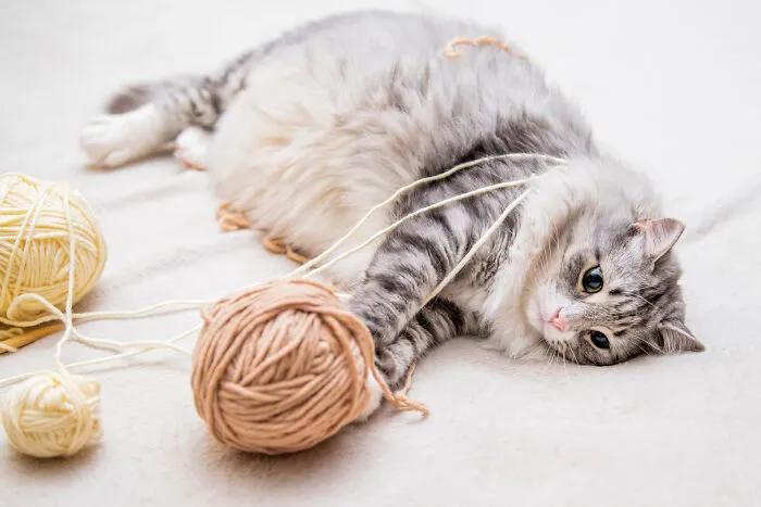 40 Tales Of Cats Being Absolute Hooligans, As Shared By Netizens