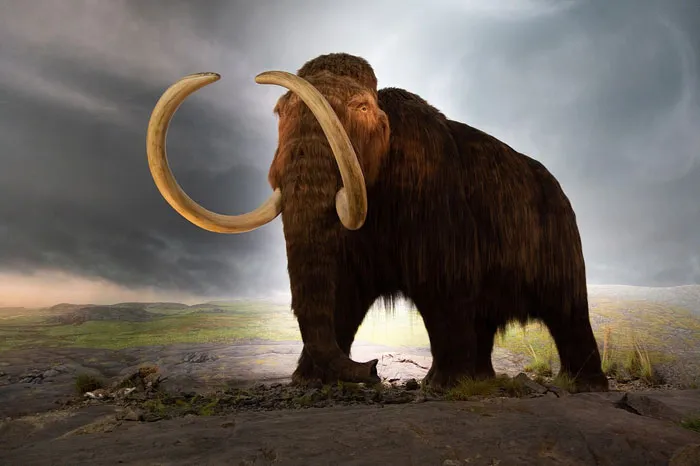 Woolly mammoth standing on rocky terrain under a stormy sky, illustrating shocking unawareness of common knowledge.
