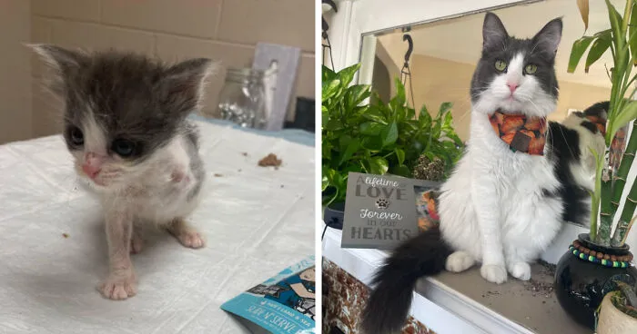 I Posted About Arlo A Year Ago And Thought I’d Update Now That He’s Fully Grown