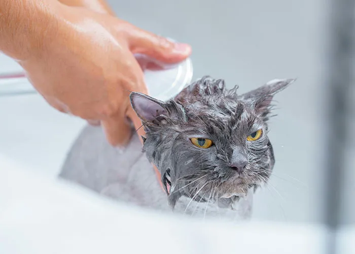 “Blow On Their Nose”: People Have Firsthand Experience That These 45 Cat Hacks Work