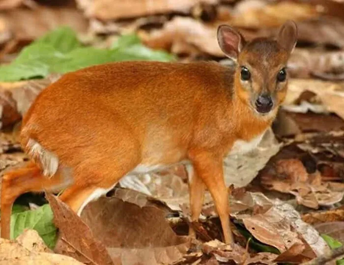 The Royal Antelope