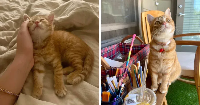 Maple’s Kitten Pics Keep Getting Stolen, So Here’s An Update!