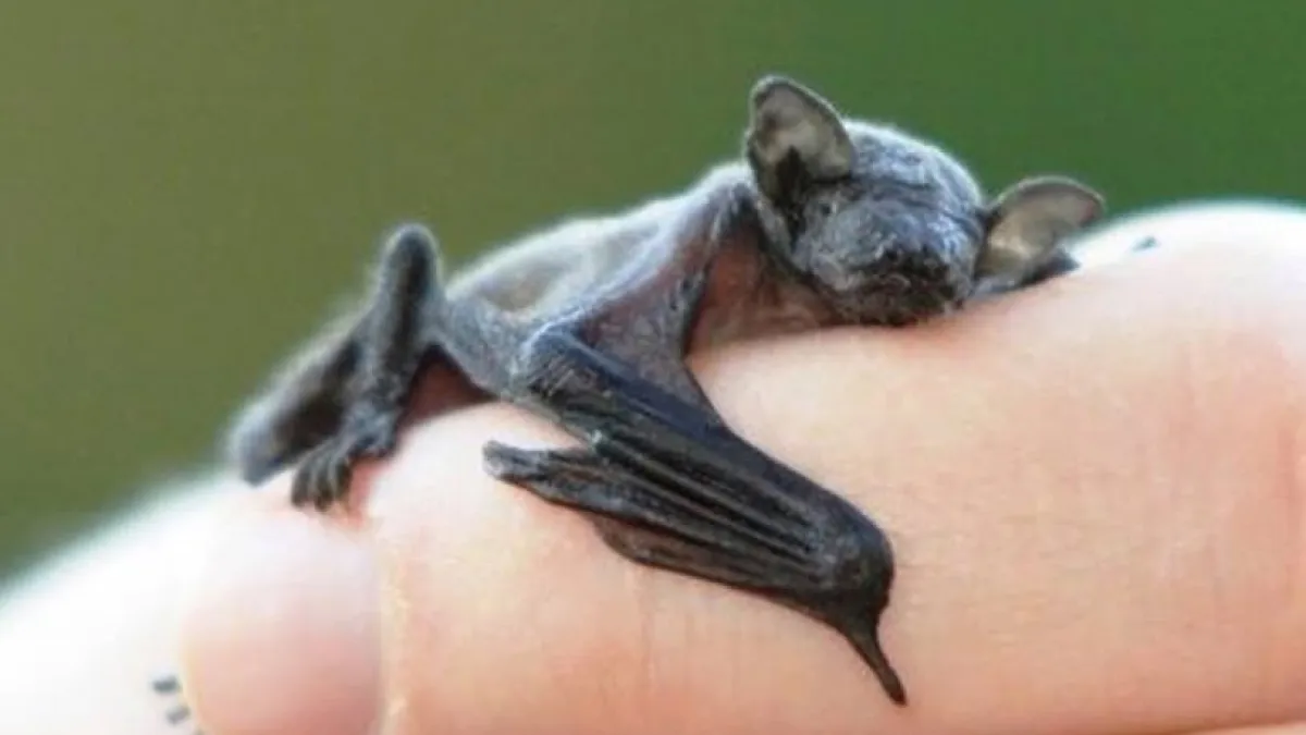 13 Insanely Small Creatures Competing For “Smallest Animal In The World” Title