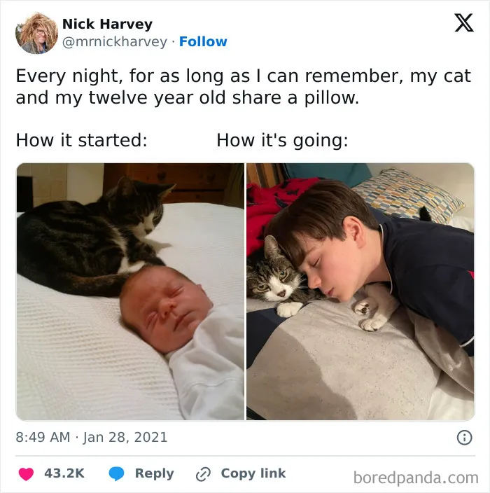 'Give Me Cat Memes': 50 Funny Cat Memes To Brighten Your And Your Pet’s Day