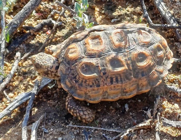 Chersobius Signatus
