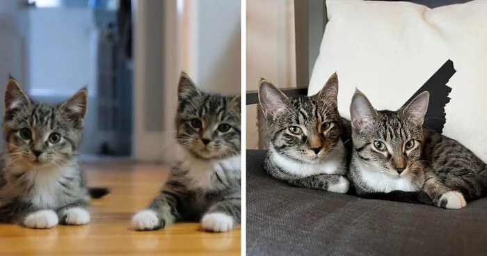 Noodle And Gnocchi From 10 Weeks To 4 Years