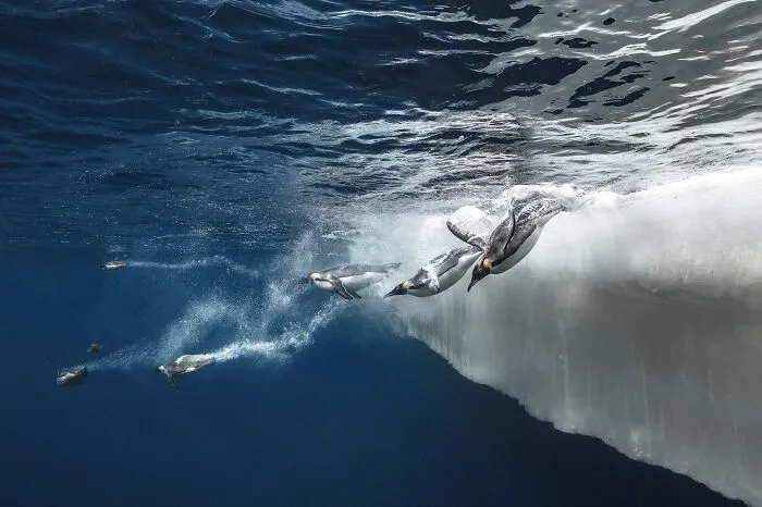 30 Incredible Underwater Photos That Reveal The Secret Life Beneath The Waves By Laurent Ballesta