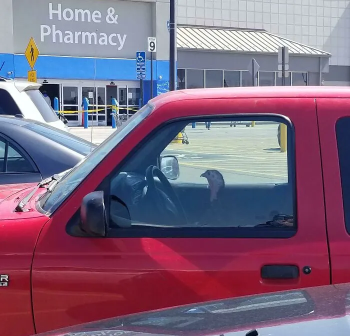 Este pavo me cortó el paso y me quitó mi lugar de estacionamiento
