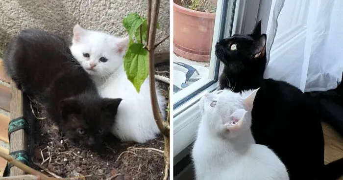 From 1 Month To 7 Months. I Was About To Adopt My Very First Kitten ; Cat Foster Family Said "Don't You Want To Adopt These Two? They'd Be So Happy Together". They Were So Right