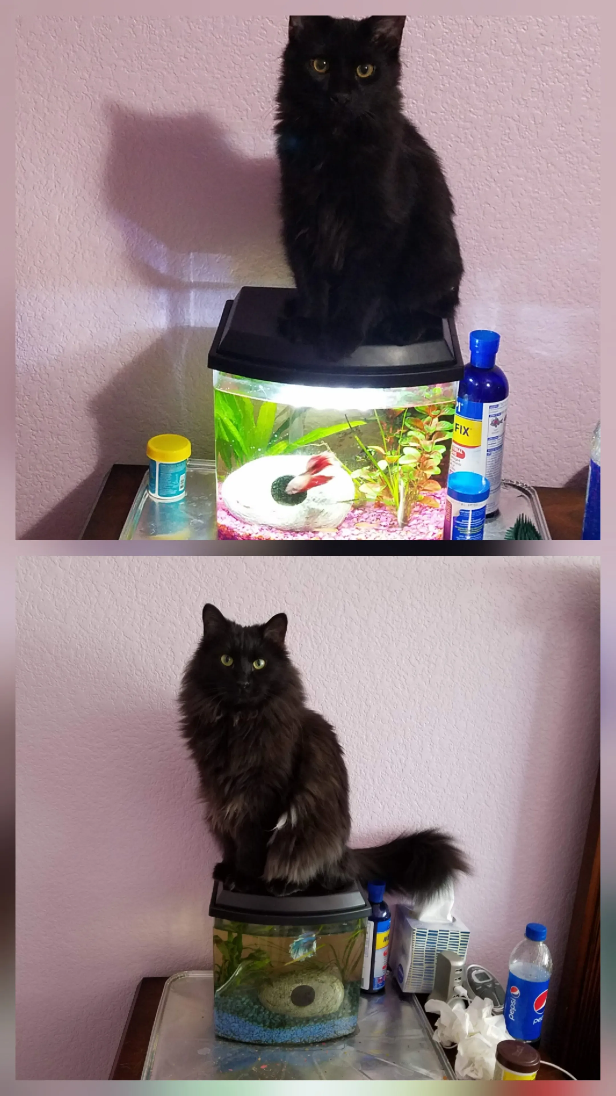Furbaby Glow Up