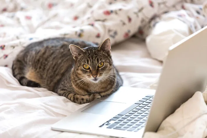 40 Tales Of Cats Being Absolute Hooligans, As Shared By Netizens