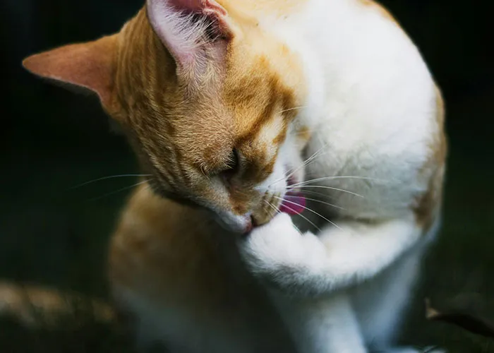 “Blow On Their Nose”: People Have Firsthand Experience That These 45 Cat Hacks Work