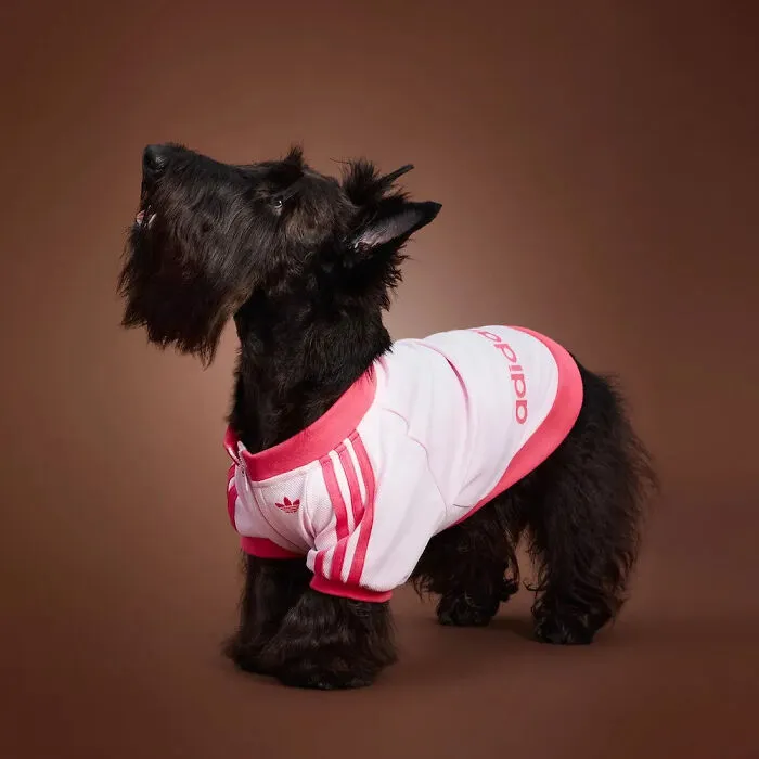 This Brand Created A Fashion Line For Pets, And Here Are 20 Highlights