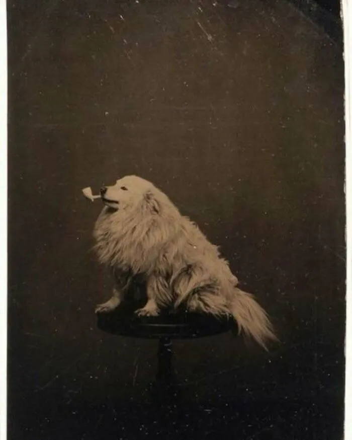 50 Chaotic Images Where "Things Only Get Weirder" The Longer You Look (New Pics)