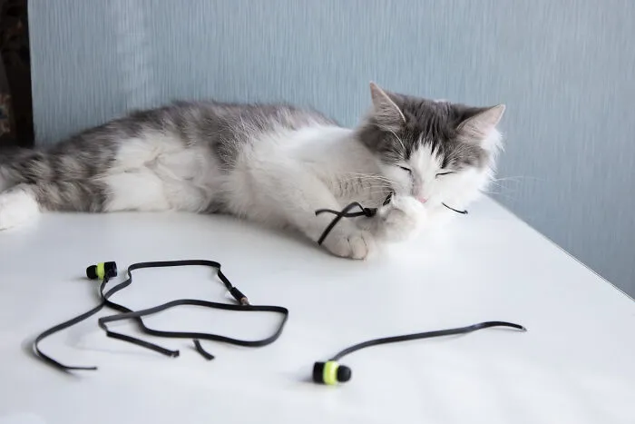 Man wearing a VR headset sitting in a modern office environment, focused on immersive virtual experience, most destructive thing cat ever done.