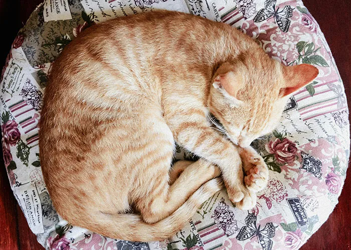 “Blow On Their Nose”: People Have Firsthand Experience That These 45 Cat Hacks Work