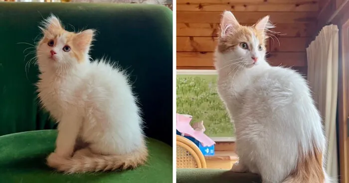 Phil, 8 Weeks To 5 Months
