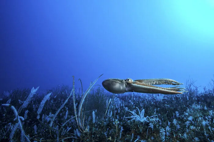 30 Incredible Underwater Photos That Reveal The Secret Life Beneath The Waves By Laurent Ballesta