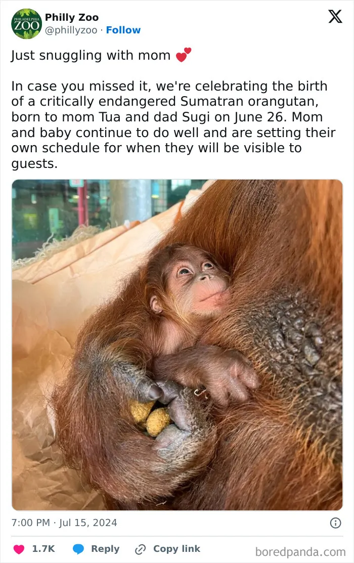 Baby orangutan snuggling with mom at Philly Zoo, showcasing one of the cutest baby animal moments to make you say aww.