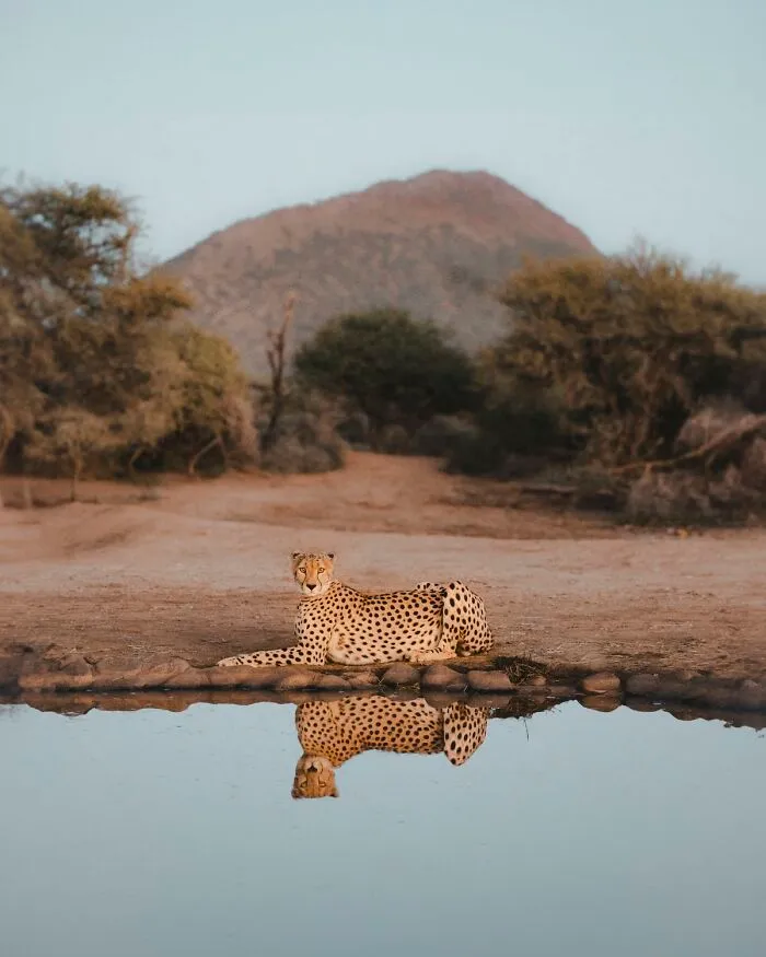 Gold In Nature Category: "Blue Hour Guardian" By Alexander Tasho