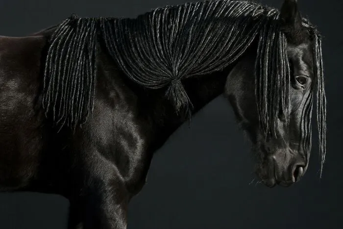 Gold In Domestic Animals Category: "Beyond The Echo Of Their Gallop" By Hiroshi Kutomi