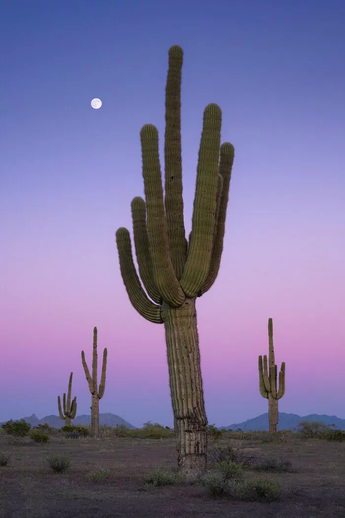 Gold In Landscapes Category: "An Arizona Moonrise" By Michael Mihaljevich