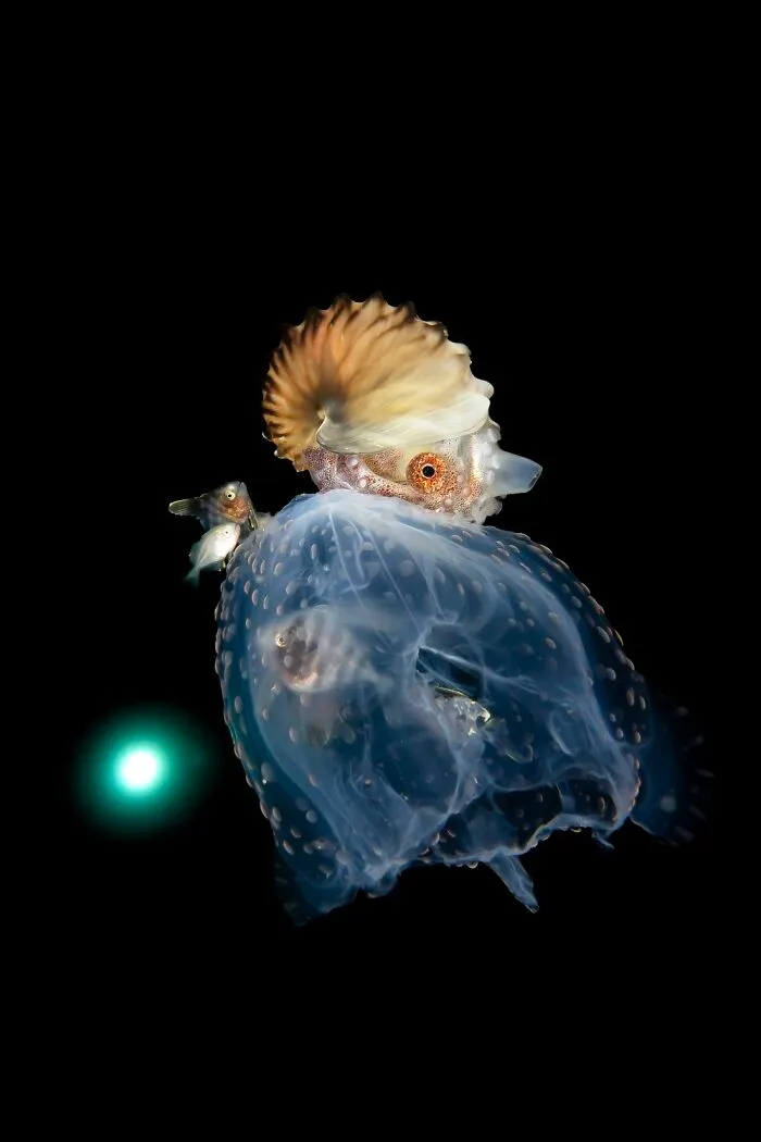 Gold In Underwater Category (Non-Professional): "Unexpected Voyager" By Daniel Halmi